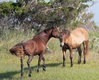 are-there-wild-horses-on-emerald-isle-nc