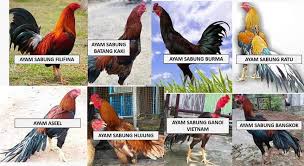 Bagi anda para juragan yang sudah berpengalaman dalam mengenal ayam aduan, ayam saigon tentunya. Ayam Baik Malaysia Posts Facebook