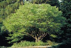Shade Trees For Small Landscapes