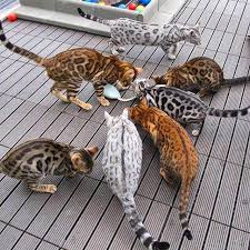 Brilliantbengal is a small hobby cattery raising brown spotted bengal kittens in virginia. Bengal Kittens For Sale Adoptapet Com