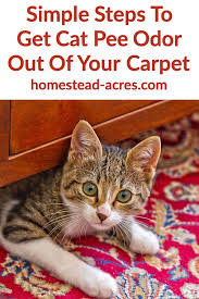 cat smell out of your carpet