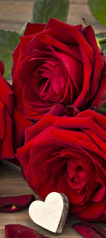 flower rose earth red rose romantic