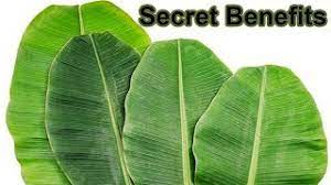 health benefits of banana leaves