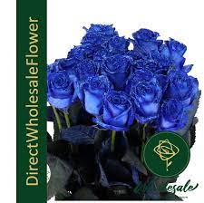 rose blue tinted holland flower