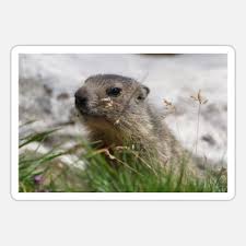 Dieses wird hauptsächlich vom alpenmurmeltier marmota marmota gewonnen. Murmeltier Alpen Berge Nagetier Gipfel Gebirge Poster Spreadshirt
