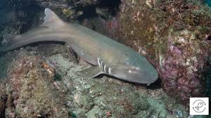 brownbanded bamboo shark 101 and some