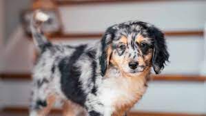 outstanding aussiedoodle puppies for