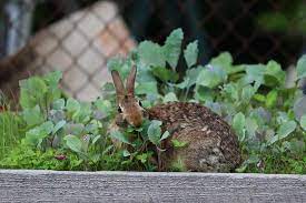 Effective Homemade Rabbit Repellent