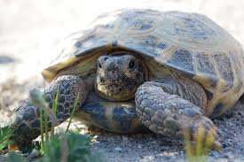 Russian Tortoise Care Tips Reptiles