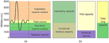 lung volumes capacities respiratory