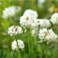 The early spring bulbs need to be planted in the fall in order for them to get the period of cold that is needed for establishing the plants. Can T Identify Weed Our Guide With Pictures