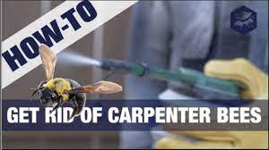get rid of carpenter bees 3 easy steps