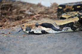 old puppy rescued from carpet python