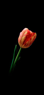 beautiful tulip flower 4k phone wallpaper