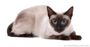 Image result for siamese cat