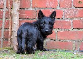 Scottish Terrier Dog Breed Facts Highlights Buying