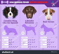 Dogs Breed Vector Info Graphics Types Stock Vector Royalty