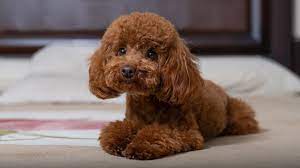 Toy Poodle Puppy Breed gambar png