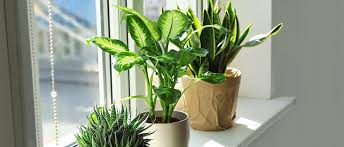 Indoor Plant Lighting Guide Blossom Blog