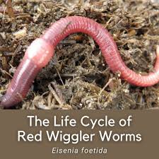 red wiggler worms eisenia foetida