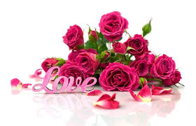 love rose flower images