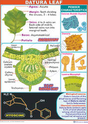 Datura Leaf Chart