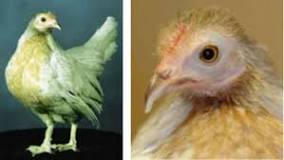 Image result for how old do chickens get