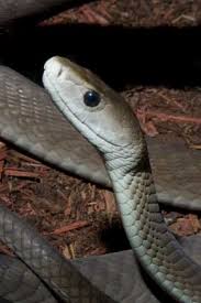 the world s deadliest snakes reptiles