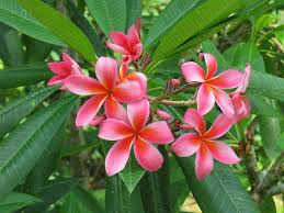 Yaps, hal ini dikarenakan sering kita menjumpai bunga ini di. 5 Khasiat Bunga Kamboja Bisa Redakan Nyeri Persalinan Bontangpost Id