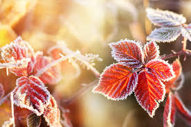 Learn How To Protect Plants From Frost