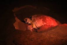 Experience the Miracle of Sea Turtle Nesting at...