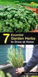 Garden Fresh Herbs Best Herbs To