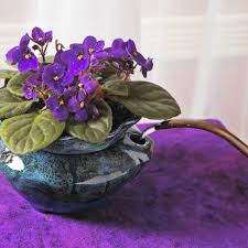 This hardy, tropical plant requires little care and can thrive on a windowsill, making it perfect for apartment dwellers or those who feel overwhelmed by caring for larger plants. How To Grow African Violet Plants In 2020 Violet Plant African Violets Plants African Violets