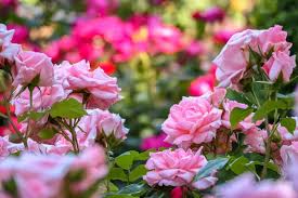 Rose Garden Images