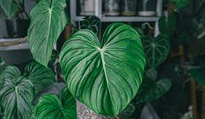 10 Best Tropical House Plants To Grow