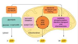 The Figure Shows The Metabolic Pathway