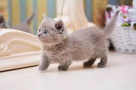 munchkin cats the ultimate guide to