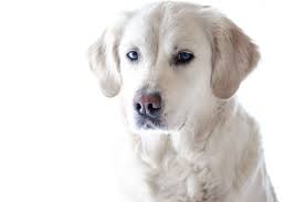 Image result for royalty free cc images of dogs