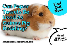 can paper towels be used as guinea pig