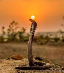 king cobra sunset wallpaper