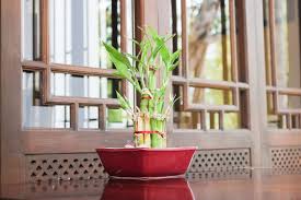 Lucky Bamboo Care Guide Tips More