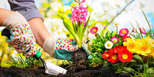 An Hoa Community Garden Hoa