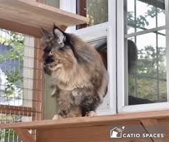 Cat Door For Your Catio By Catio Spaces