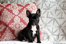 Bulldog boxer crosses make excellent watch dogs as they are naturally alert, swift, and protective given the price of boxer bulldog puppies, it is important to find a good breeder should you intend to buy your own pup. French Bulldog Mix Puppies For Sale Greenfield Puppies