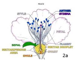 flower anatomy fruit nut research