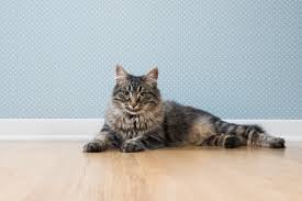 cat urine removers for hardwood floors