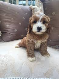 The cheapest offer starts at £8. Cavapoos For Sale In The Uk Buy A Cavapoo Raffles Cockapoos