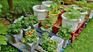 Garden Containers Backyard Garden