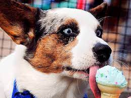 Options at unbeatable prices and offers suitable for both suppliers and wholesalers. My Dog Ate Ice Cream Will He Get Sick Our Fit Pets