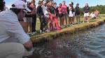 Shark feeding at Carbrook Golf Club - 2012 Australian Girls ...
